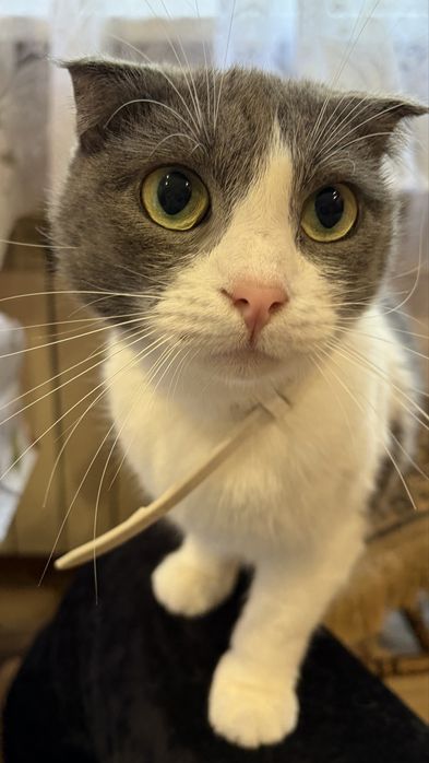 Кошечка ищет дом
