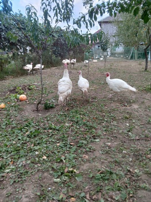 Продаються індики