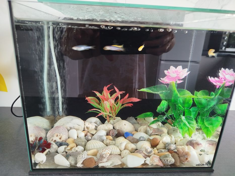 Акваріум з рибками