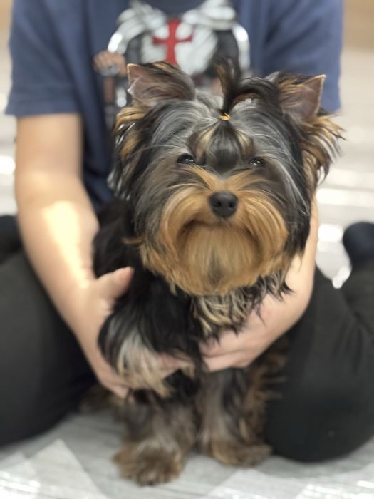 Йоркширский терьер