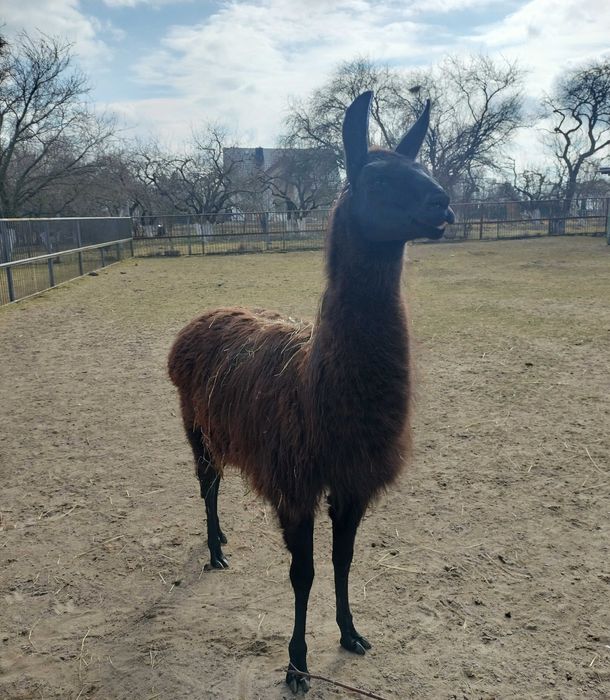 Lama samiec na sprzedaż