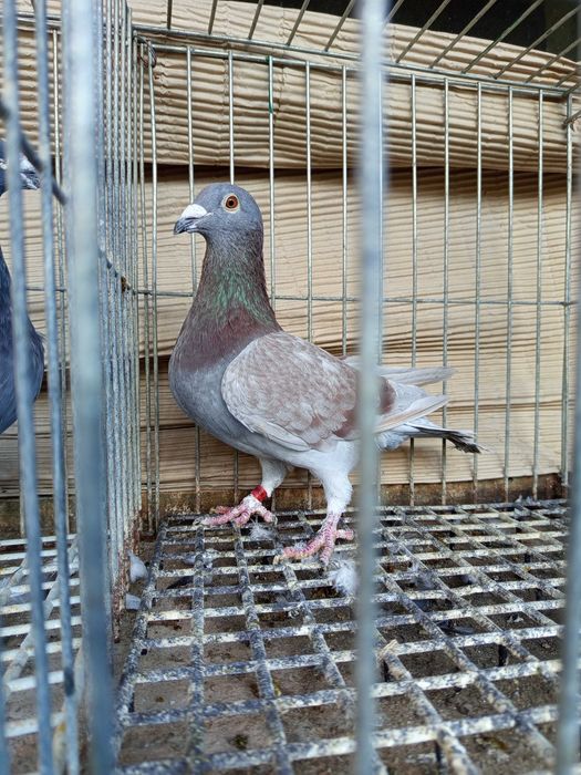 Golebie pocztowe Dirk van d. Bulck