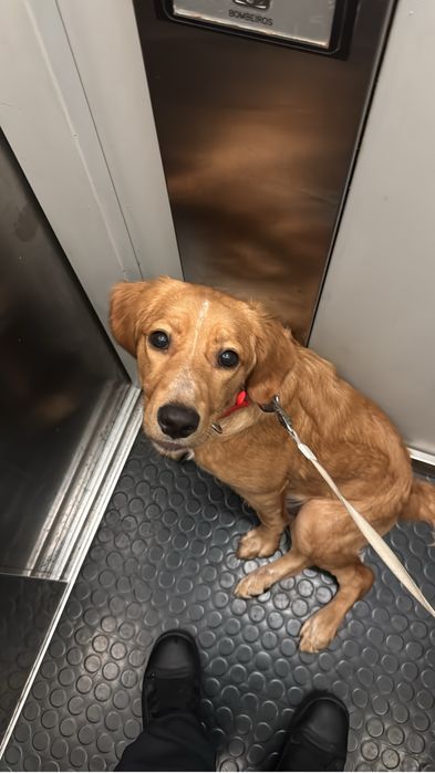 Cão de 7 meses para dar