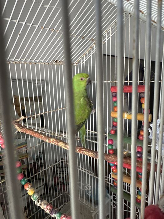 Filhote ringneck