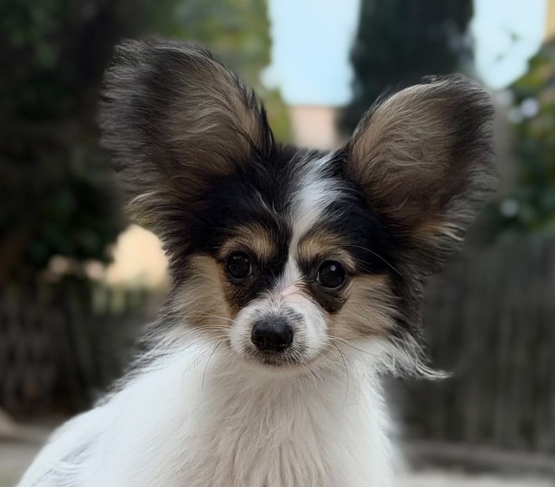 Papillon suczka ZKwP