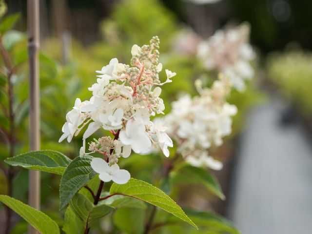 Hortensja 'Vanille Fraise' C5, 'Limelight', 'Polar Bear', 'Phanthom'