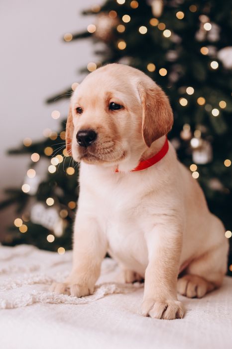 Милые щеночки лабрадора !