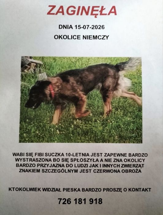 Zaginął pies o imieniu Fibi