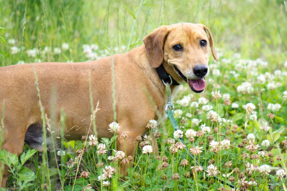 6 letni Frobi szuka domu!