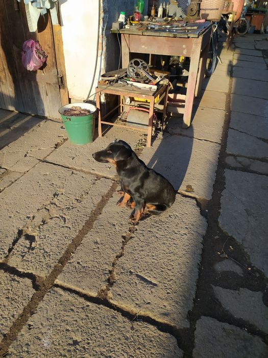 Ягтеріер чистокровний