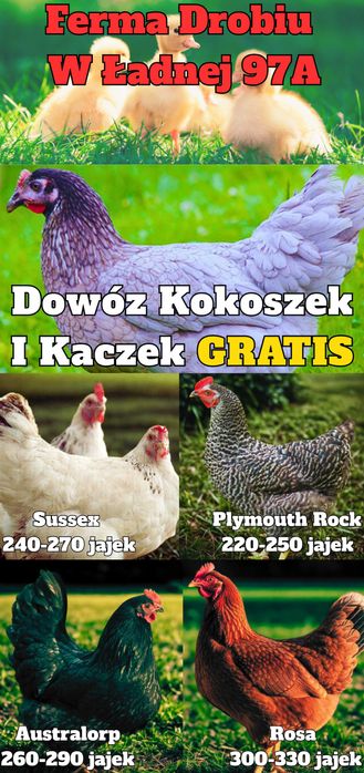 Kokoszki z GWARANCJĄ - Dowóz GRATIS Ferma Drobiu Ładna 97A Luty/Marzec