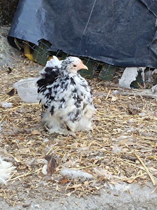 Fêmea Pekin white mottled