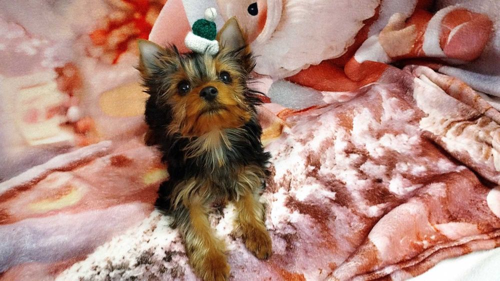 Yorkshire Terrier- piękna suczka po Championach z prestiżowej hodowli