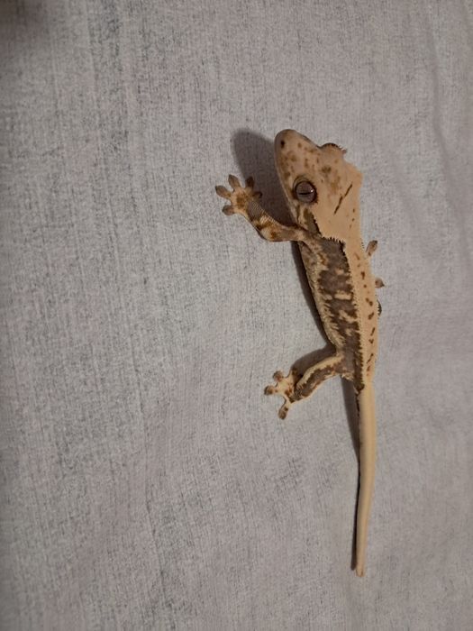 Gekon orzęsiony 11