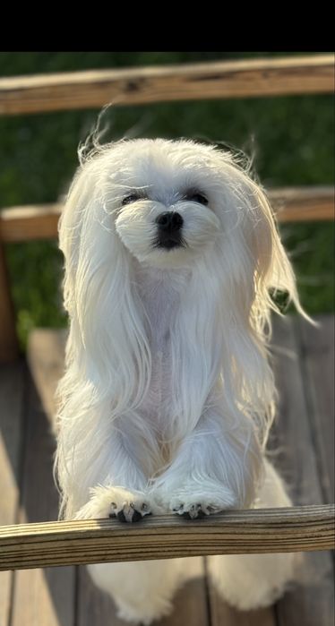 Chlopczyk z rodowodem FCI