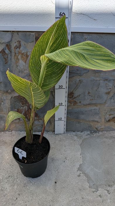 Canna indica striata