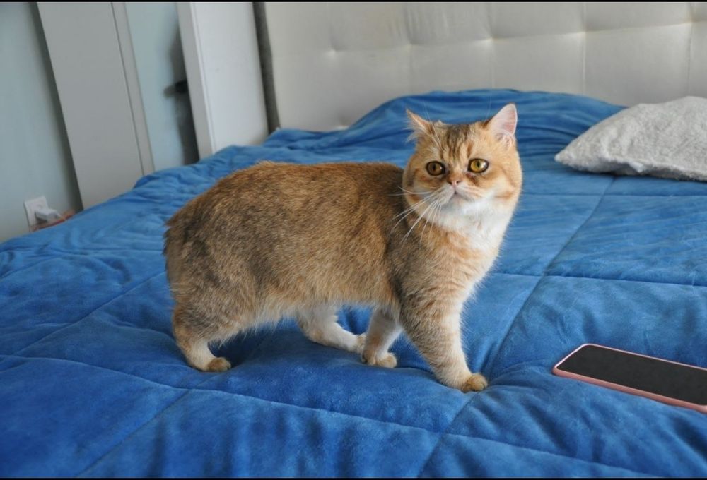 чудове кошеня,, золота шиншила