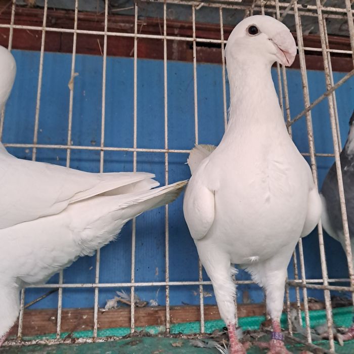 Niemiecki wystawowy import niemcy możliwy transport