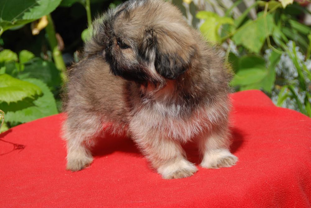 shih tzu sunia 10 tygodniowa sobolowa