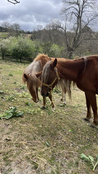 Vendo Cavalos Mansos !!