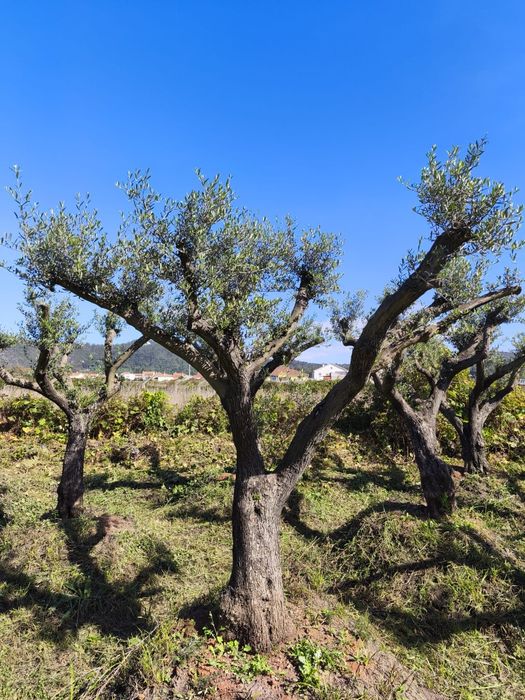 Oliveiras Ornamentais