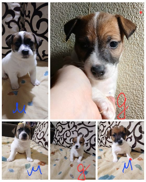 Готуються до продажу чарівні цуценята джек-рассел-тер’єра