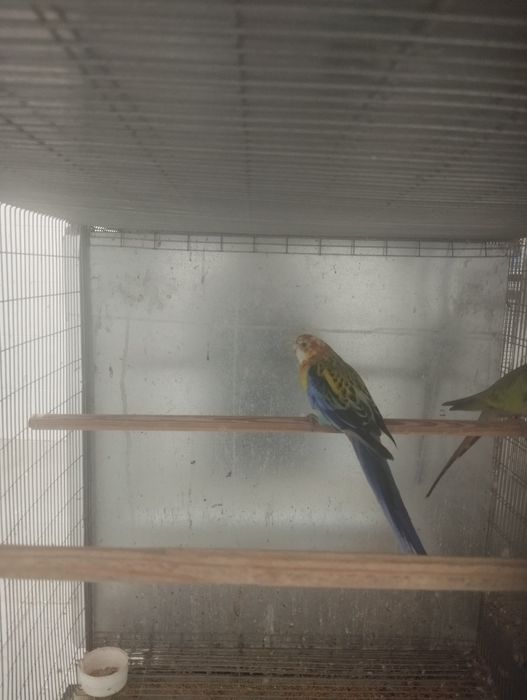 Rosela possível troca