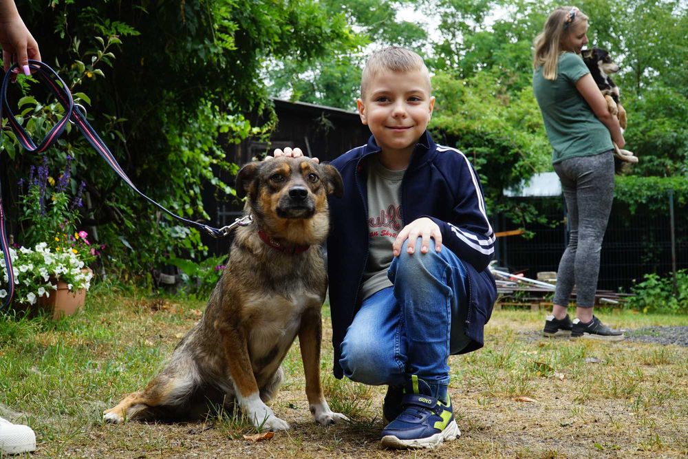 Szczerbi - niewielki pies szuka domu