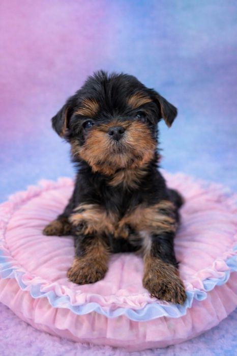 York slodki chłopczyk z rodowodem