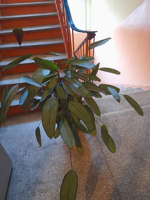 Kwiat Ctenanthe zwany modlącym