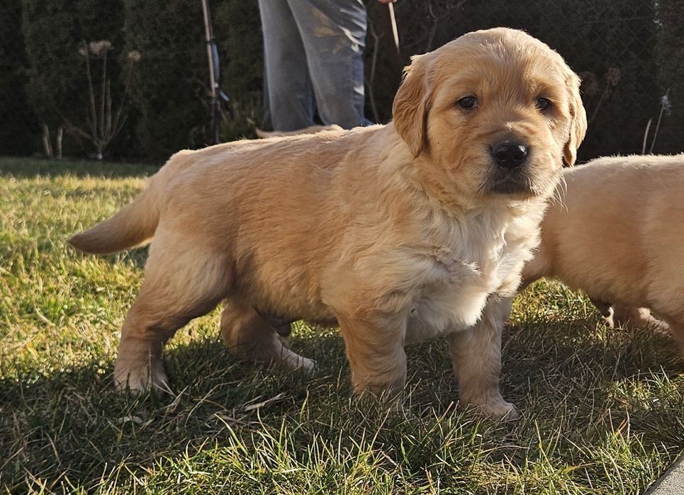 Golden retriver złoty