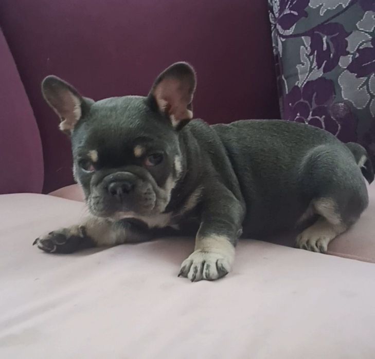 Продається Французик!