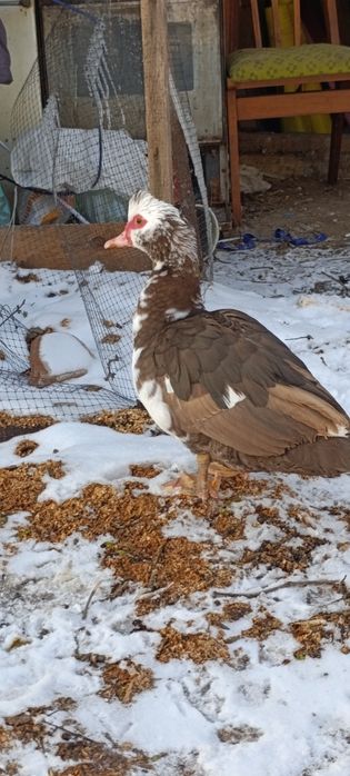 Продам качки шипуни