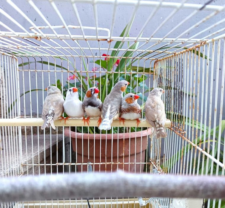 Casais de mandarins