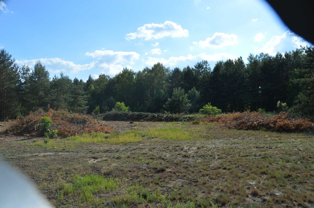 oddam gałęzie za darmo z pow 0,5ha