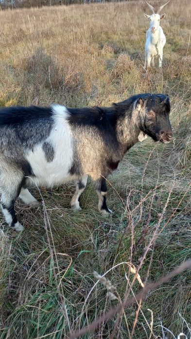 Козлик на плем'я