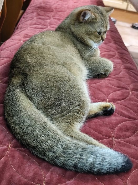 В'язка, Шотландський котик.