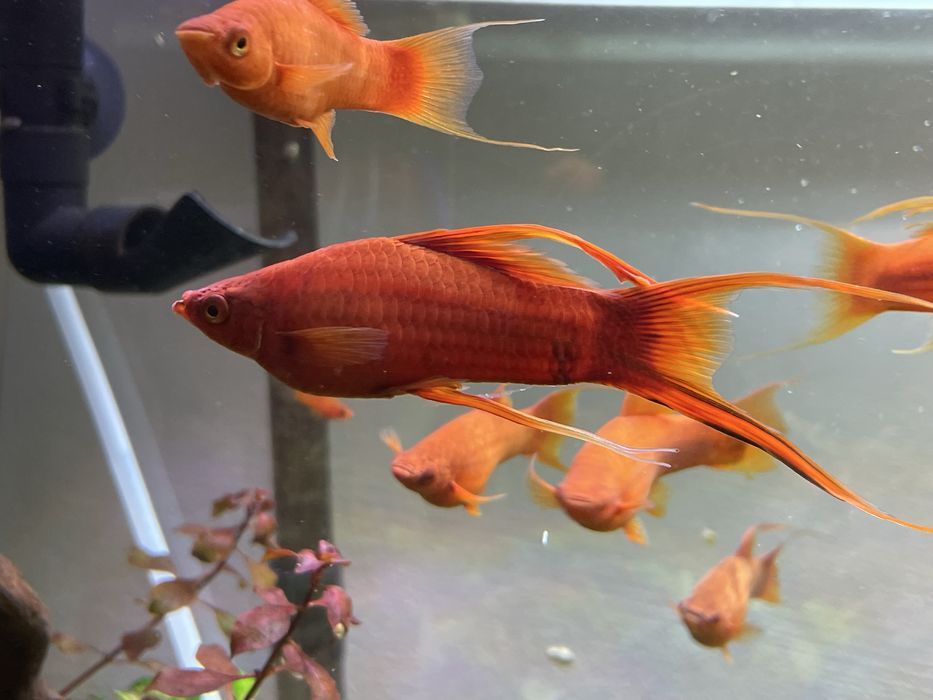 Mieczyk weloniasty LIRA - samce