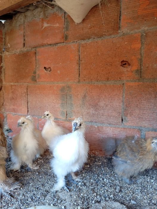 Patos e galinhas sedosas