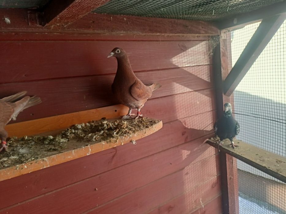 Mulemansy samica 2025