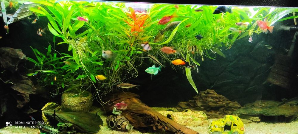 Sprzedam rybki wraz z akwarium 240l