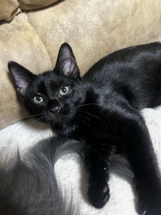 Малюк шукає тата і маму