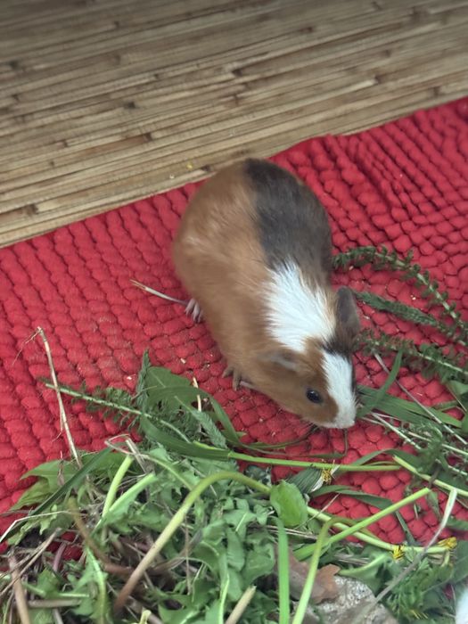 Продам морских свинок(свои)