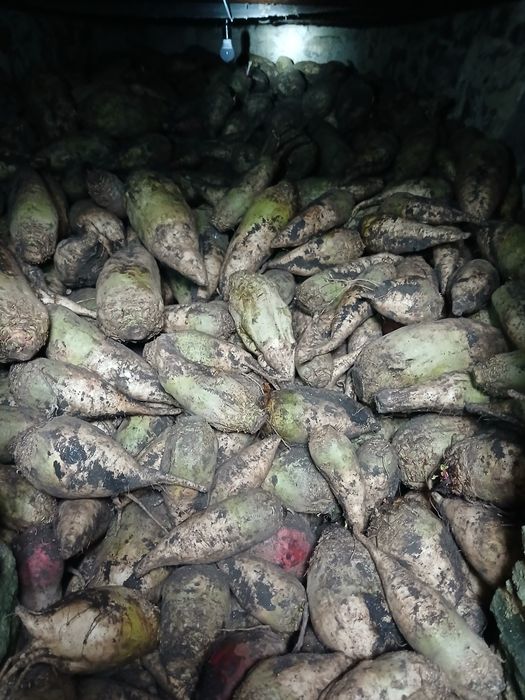 Продається буряк