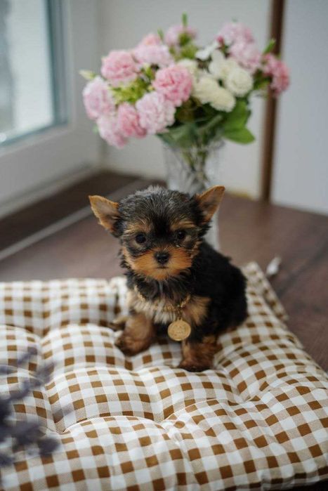 Маленькі, але горді – йорки, що стануть членами родини