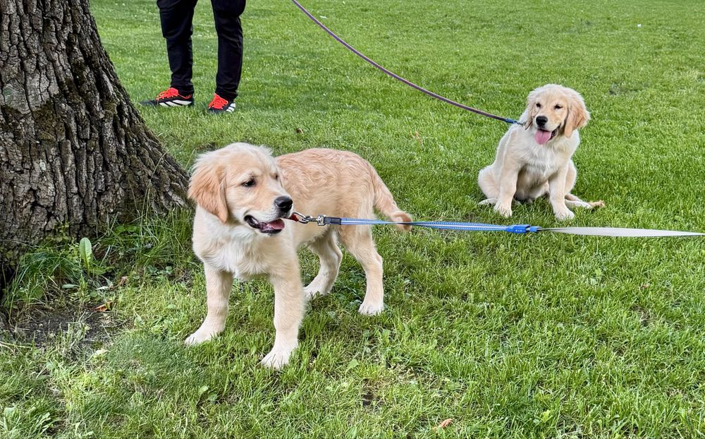 Golden retriver FCI ZKWP samiec pies