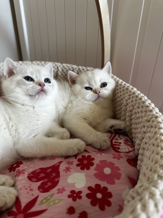 Kot brytyjski kocurek