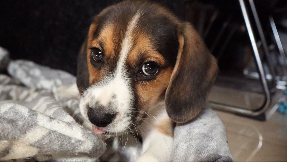 Beagle femea tricolor