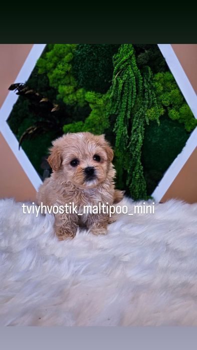 Неймовірні мальтипу хлопчики та дівчатка мікро та міні Tddy