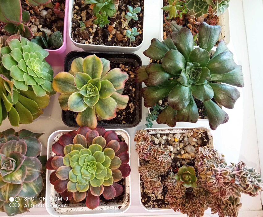 Продам излишки своих домашних цветов суккуленты эониум